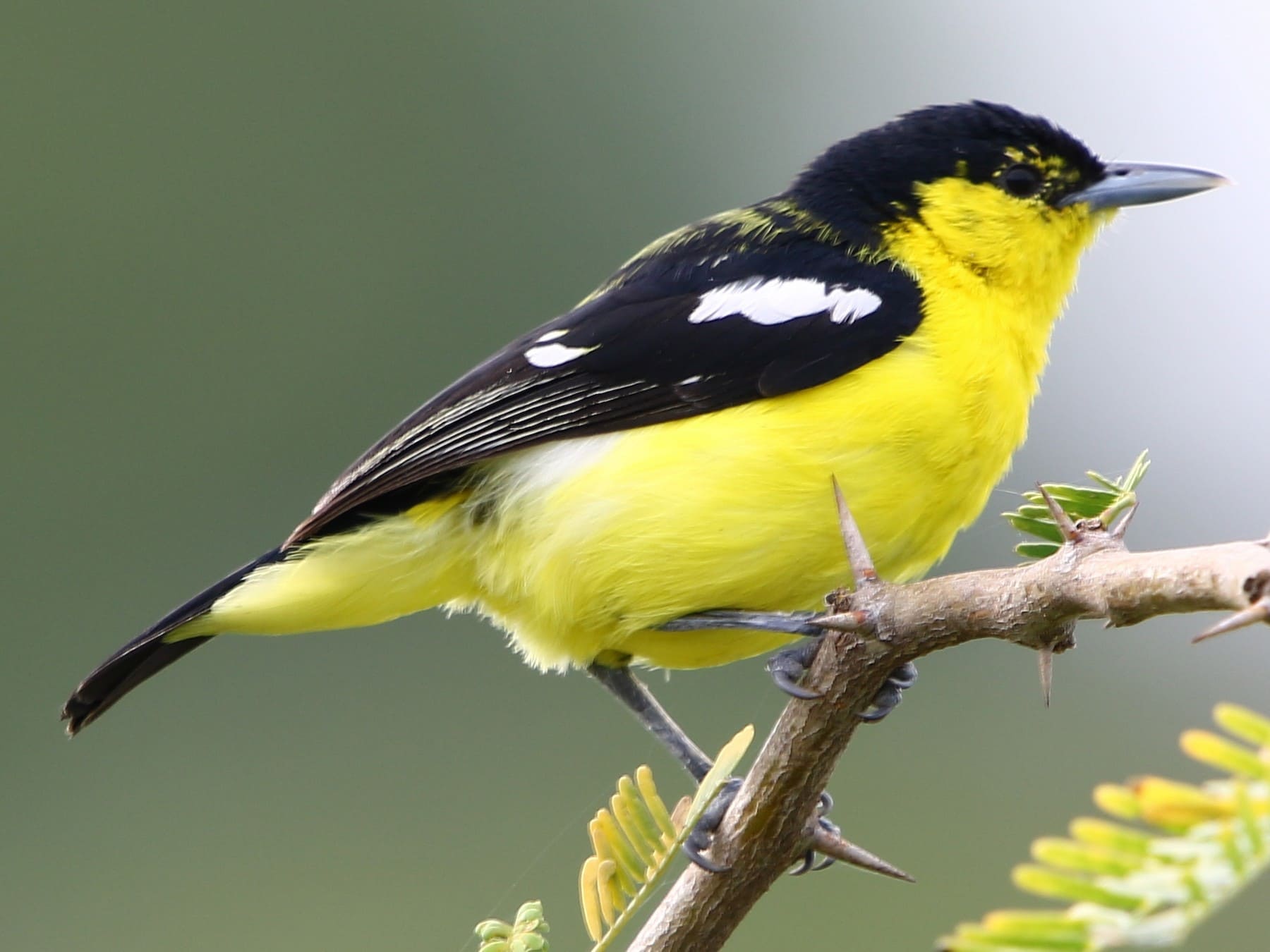 Common Iora